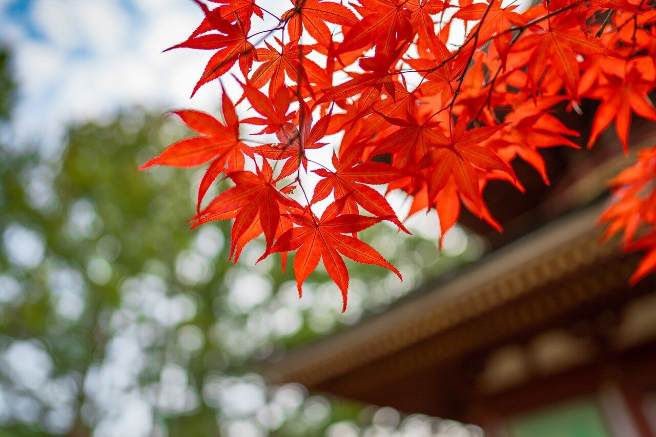 泉佐野のおすすめ観光スポット 紅葉が美しい犬鳴山 Sano San Chi Blog